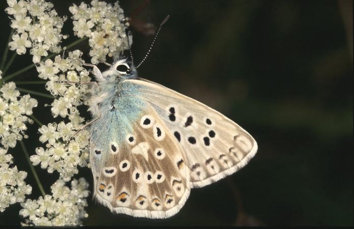 Bleu nacré