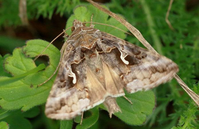 Autographa gamma