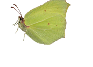 Zitronenfalter