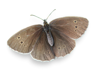 Brauner Waldvogel