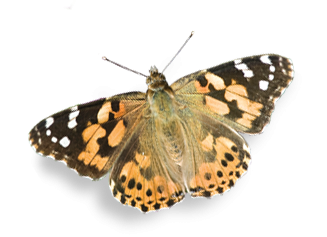 Distelfalter