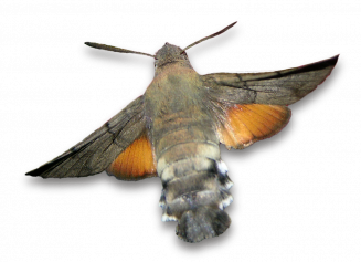 Brauner Waldvogel