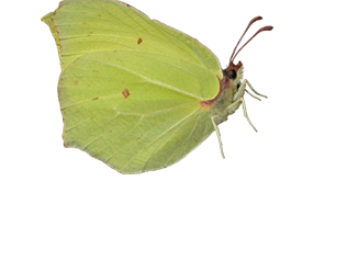 Zitronenfalter